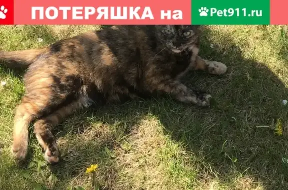 Пропала кошка Туся в Самаре, 7-я просека