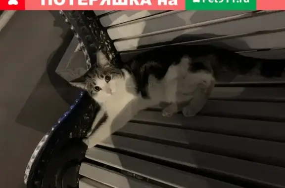 Кошка найдена в Парке ВДНХ, Москва