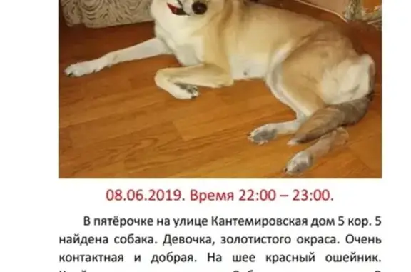 Найдена собака, Москва, фото: Найдена золотистая собака на Кантемировской, 5к5