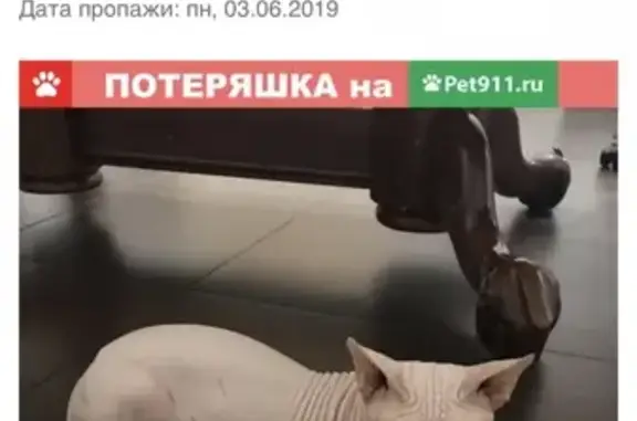 Пропала кошка Кот в Александровке, Московская обл.