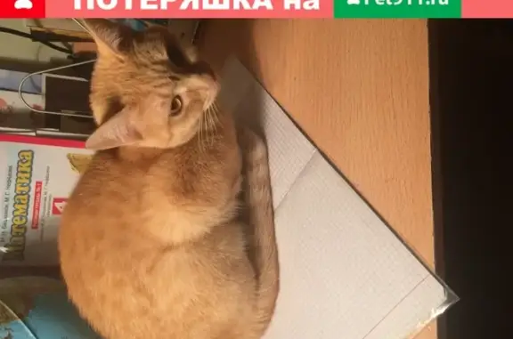 Пропала кошка Ассоль на ул. Мичурина, Саратов.
