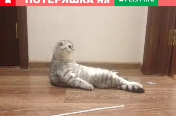 Пропал серый кот в СНТ Салют, Ростов-на-Дону