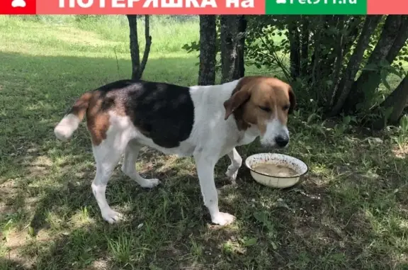 Найдена собака в деревне Селиверстово, помогите найти хозяина!