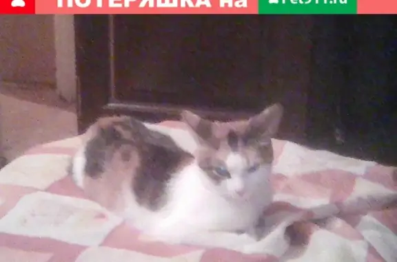 Пропала кошка на улице 23 Июля, дом 6, Псков