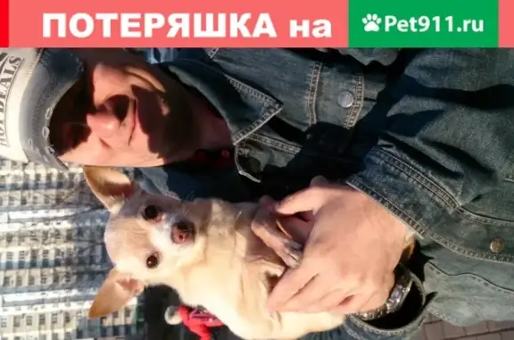 Объявления о пропавших и найденных животных, Москва, фото: Пропала собака Микки в Бутово Парк, возраст 10 лет, окрас рыжий с сединой.