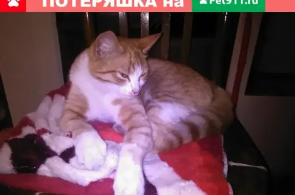 Пропала кошка по адресу: набережная 6-й Армии, 123, Вологда