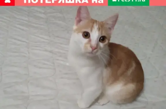 Пропала кошка Рыжик на Касимовском шоссе, 38