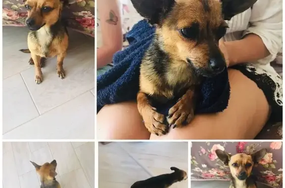 Найдена собака в Геленджике на Больничной улице