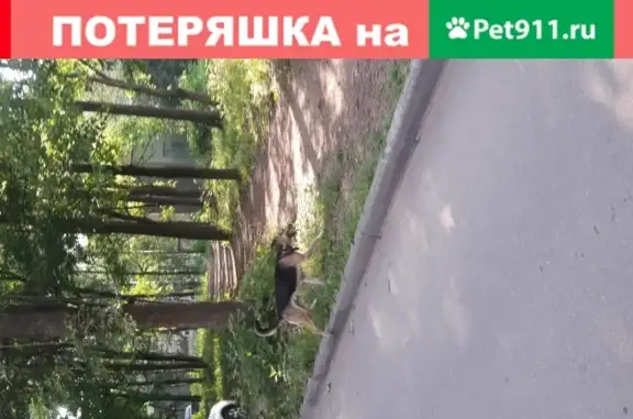 Собака на Ферме, Сергиев Посад.