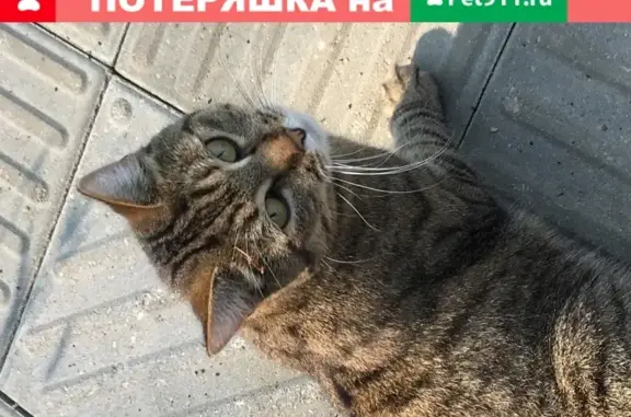 Найдена кошка в Южном Бутово, деревня Щербинка