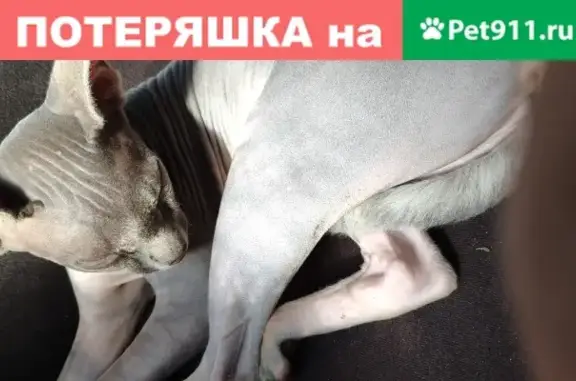 Пропала кошка Канадский сфинкс в Ростовской области