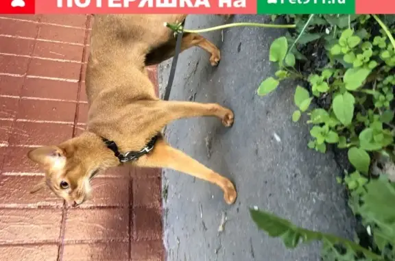 Кошки потеряшки, Москва, фото: Потеряшка кошка в районе м.Перово, Зелёный проспект 29