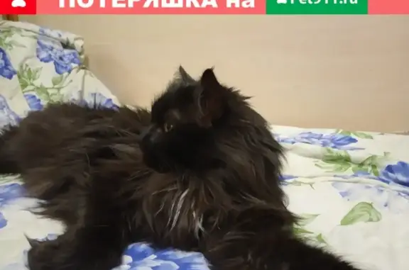 Потерянные животные Москва, фото: Пропала кошка в Москве, Штурвальная улица, 10к1