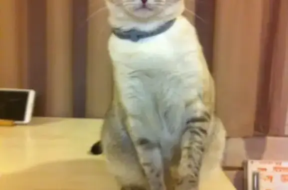 Кошки потеряшки, Петровское, фото: Потеряшка кошка в поселке 