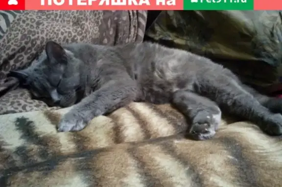 Пропала кошка Британка в Ростове, Островского 97