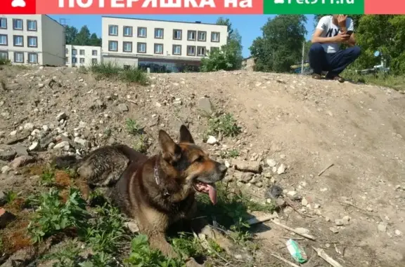 Собака в строгом ошейнике на подпружиненной цепочке в Волхове, Ленинградская обл.
