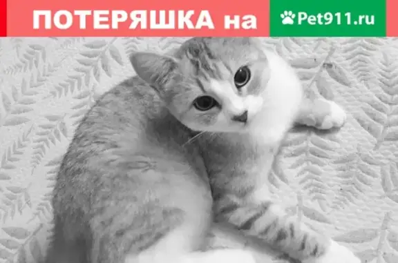 Пропала кошка в Домодедово, ул. Северная, 4-ый дом.