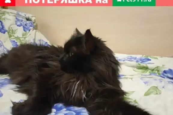 Потерянные животные Москва, фото: Пропала кошка на Штурвальной 19, просьба вернуть!