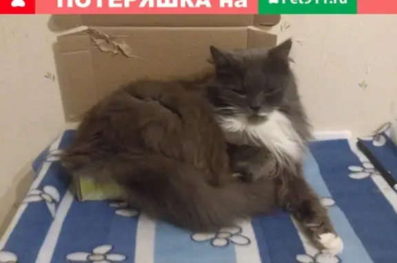 Потерянные животные Москва, фото: Пропал кот с Рублёвского шоссе, помогите найти