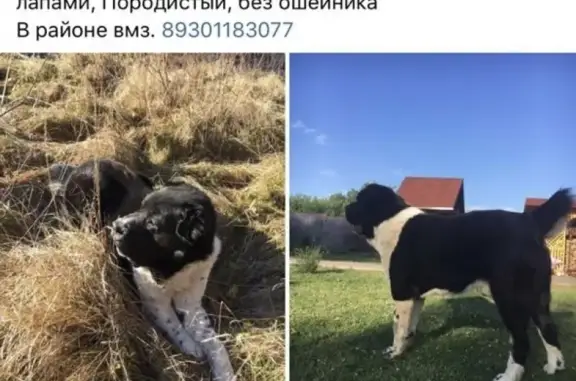 Пропала собака в Рыбинске: взрослый алабай, чёрный с белыми лапами, без ошейника, убежал с участка в районе ВМЗ. Нашедшему вознаграждение.