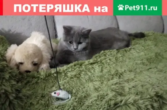 Потерянные животные Новосибирск, фото: Пропала кошка в Новосибирске, ул. Биатлонная, 86