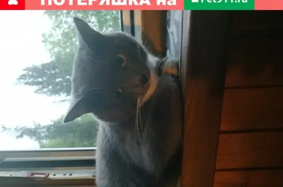 Пропала кошка Мурзилка в Севастополе на пр-те Героев Сталинграда 46