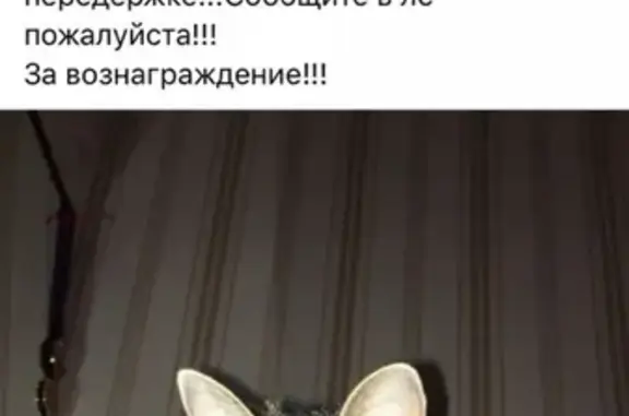 Пропала кошка Зара на улице Нахимова 2