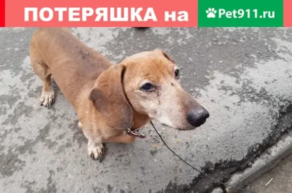 Собака с ошейником найдена в Степановке, нужен дом.