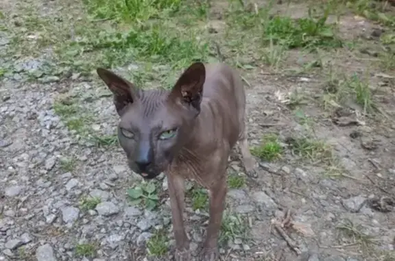 Найдена Сфинская кошка в Мге, Ленобласть