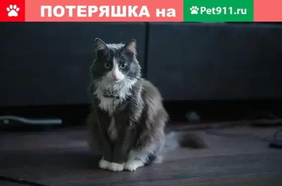 Потерянные животные Новосибирск, фото: Пропала кошка, адрес: Новосибирск, Гусинобродское шоссе, 23.