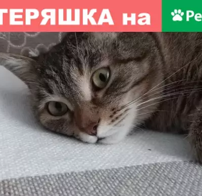 Пропала кошка с рыжим пятнышком в Дмитрове