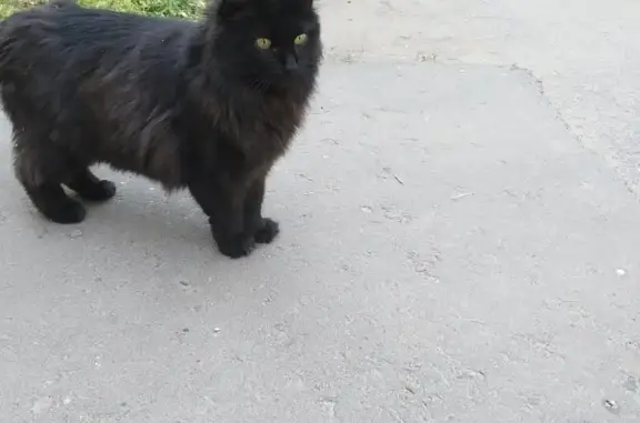 Найдена кошка на ул. Пионерская, 8 в Красногорске