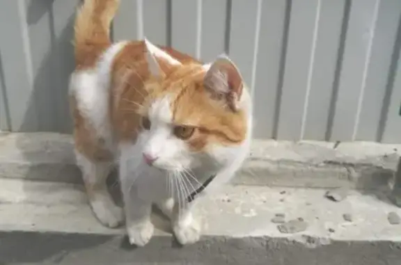 Ласковый кот найден в СНТ Генетик, Новосибирск.