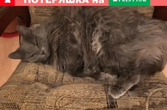 Пропала кошка Соня в Санкт-Петербурге.