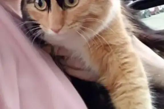 Потерянные животные Москва, фото: Пропала кошка Мотя на ул. Таллинская 9к4