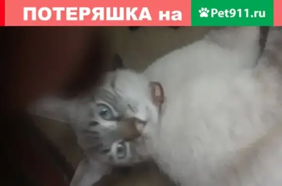 Найден кот с голубыми глазами в Саратове