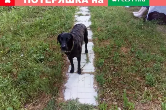 Найдена чёрная собака с ошейниками в Заокском районе