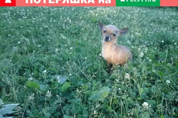 Собаки потеряшки, Кострома, фото: Потеряшка собака Сенди в Костроме