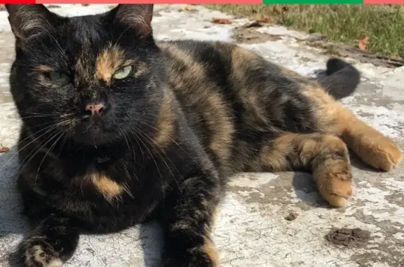 Пропала кошка в Купавне, МО - Зеленые глаза, белый ус