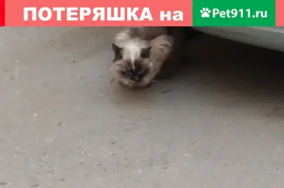 Найдена кошка на улице Папанина, 13к2 (30 символов)
