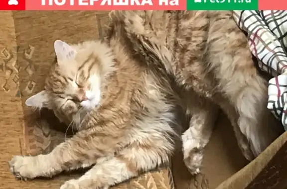 Кошки потеряшки, Москва, фото: Потеряшка кот Рыжий на ул. Ф. Полетаева 30 (Москва)
