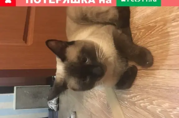 Найден кот по адресу в Казани