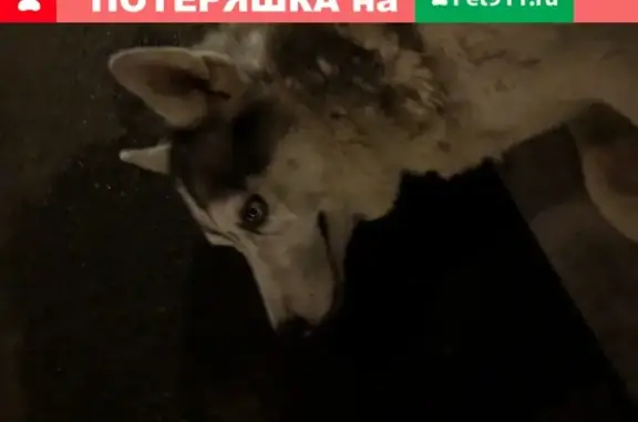 Собака-хаски найдена на Булатниковском кладбище, Московская область