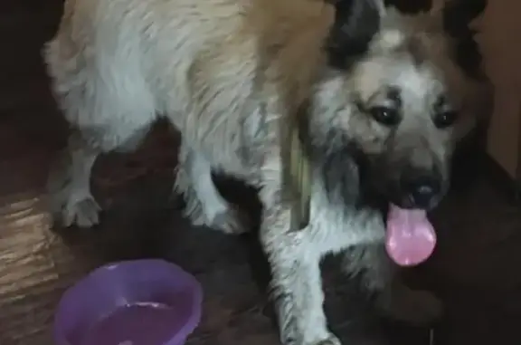 Найден щенок породы кавказец в Красногорске