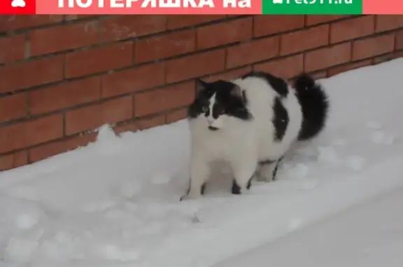 Пропал кот Тимофей в районе Ц. Рынка, Таганрог