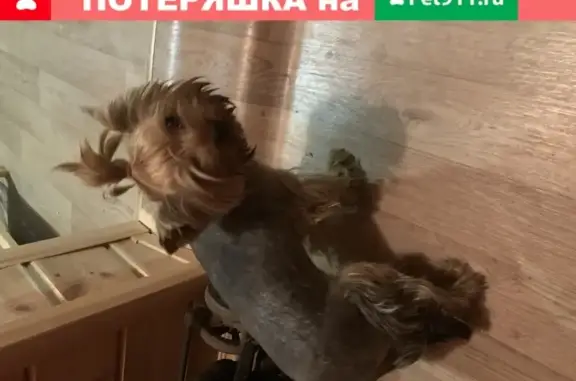 Собака найдена в Саратове