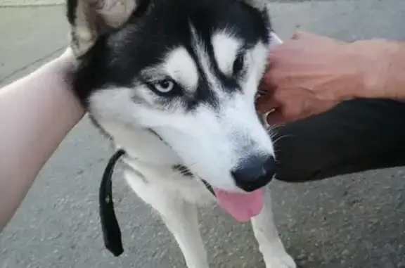 Собака с ошейником найдена в Лодейном Поле