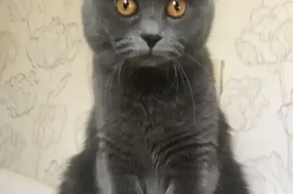 Потерянные животные Новосибирск, фото: Пропала кошка Британская голубая на улице Блюхера, 59