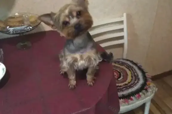 Собаки потеряшки, Москва, фото: Потеряшка собака Боня в Кузьминках, Москва