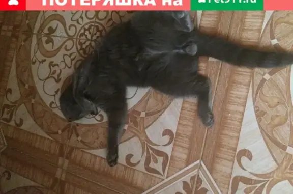 Пропала кошка Британец в Тихорецком поселении, Краснодарский край